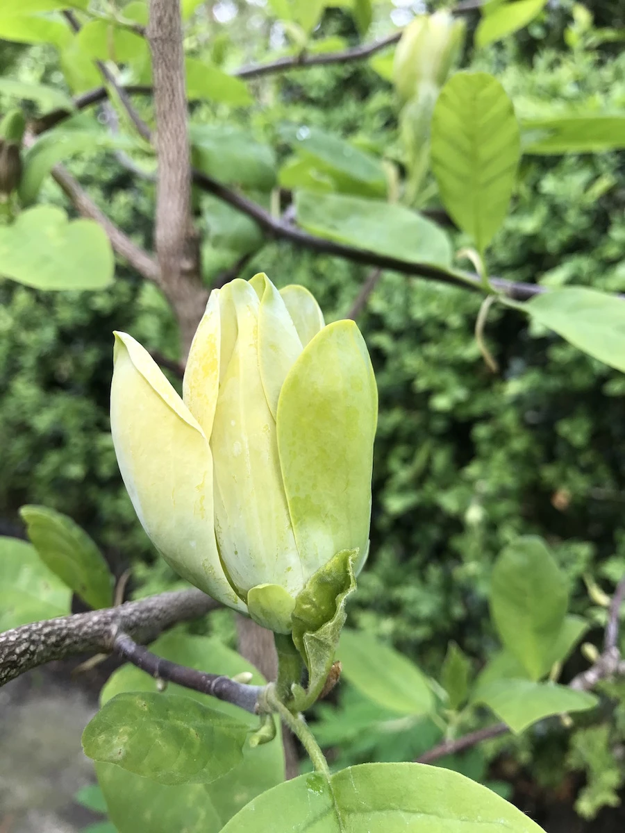 acuminata Blue Opal